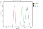 HSPB8 Antibody in Flow Cytometry (Flow)