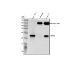 HSPB8 Antibody in Western Blot (WB)