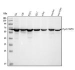 HSP60 Antibody in Western Blot (WB)
