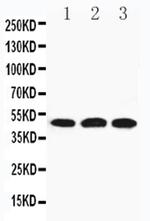 HYAL3 Antibody in Western Blot (WB)