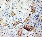 Bone SialoProtein Polyclonal Antibody