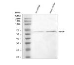 Bone SialoProtein Antibody in Western Blot (WB)