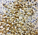 Bone SialoProtein Polyclonal Antibody