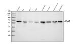 ICA1 Polyclonal Antibody