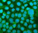 ICAM-1 (CD54) Polyclonal Antibody