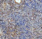 ICAM-1 (CD54) Antibody in Immunohistochemistry (Paraffin) (IHC (P))