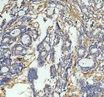 ICAM-1 (CD54) Antibody in Immunohistochemistry (Paraffin) (IHC (P))