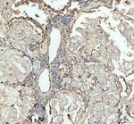 ICAM-1 (CD54) Antibody in Immunohistochemistry (Paraffin) (IHC (P))