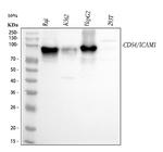 ICAM-1 (CD54) Antibody in Western Blot (WB)