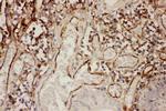 ICAM-1 (CD54) Antibody in Immunohistochemistry (Paraffin) (IHC (P))