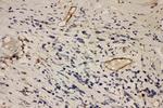 ICAM-1 (CD54) Antibody in Immunohistochemistry (Paraffin) (IHC (P))