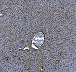 ICAM-1 (CD54) Polyclonal Antibody