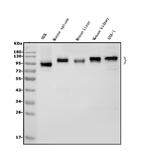 ICAM-1 (CD54) Antibody in Western Blot (WB)