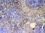 ICOS (CD278) Antibody in Immunohistochemistry (Paraffin) (IHC (P))