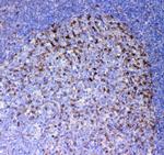 ICOS (CD278) Polyclonal Antibody