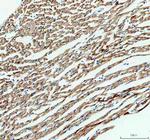 IDH2 Antibody in Immunohistochemistry (Paraffin) (IHC (P))