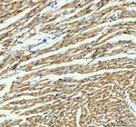 IDH2 Antibody in Immunohistochemistry (Paraffin) (IHC (P))