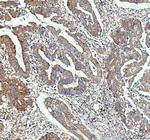 IDH2 Antibody in Immunohistochemistry (Paraffin) (IHC (P))