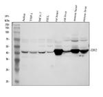 IDH2 Antibody in Western Blot (WB)