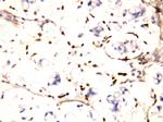 IFITM1 Polyclonal Antibody