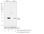 IFITM1 Antibody in Western Blot (WB)