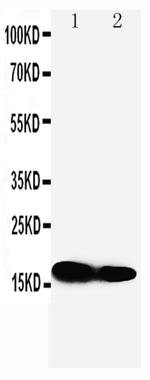 IFITM1 Antibody in Western Blot (WB)