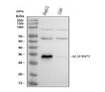 IGFBP-1 Antibody in Western Blot (WB)