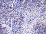 IL-12 p35 Antibody in Immunohistochemistry (Paraffin) (IHC (P))