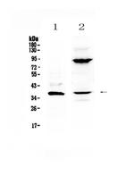 IL-12 p40 Polyclonal Antibody