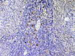 IL-12 p40 Polyclonal Antibody