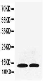 IL-13 Polyclonal Antibody