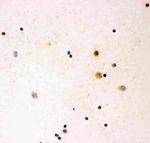 IL-16 Polyclonal Antibody