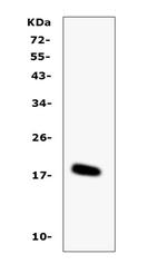 IL-16 Antibody in Western Blot (WB)