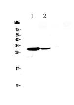 IL17C Polyclonal Antibody
