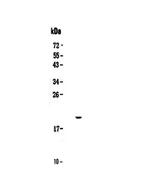IL17C Polyclonal Antibody