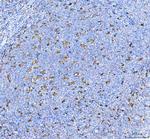 IL-18 Antibody in Immunohistochemistry (Paraffin) (IHC (P))