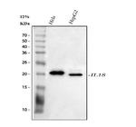 IL-18 Antibody in Western Blot (WB)