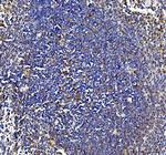IL-18 Polyclonal Antibody