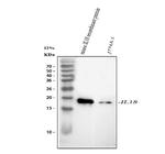 IL-18 Antibody in Western Blot (WB)