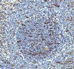 IL-18 Antibody in Immunohistochemistry (Paraffin) (IHC (P))