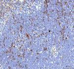 IL-18 Polyclonal Antibody