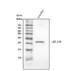 IL-18 Antibody in Western Blot (WB)