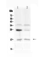 IL1F10 Antibody in Western Blot (WB)