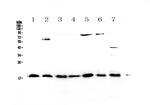 IL-23 p19 Polyclonal Antibody