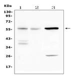 IL23R Polyclonal Antibody