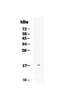 IL-25 Polyclonal Antibody