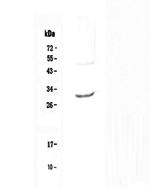 IL-27 p28 Polyclonal Antibody