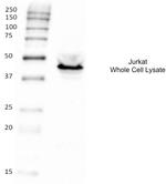 CD25 Antibody in Western Blot (WB)