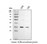 CD25 Antibody in Western Blot (WB)
