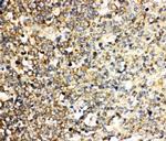 IL-3 Polyclonal Antibody